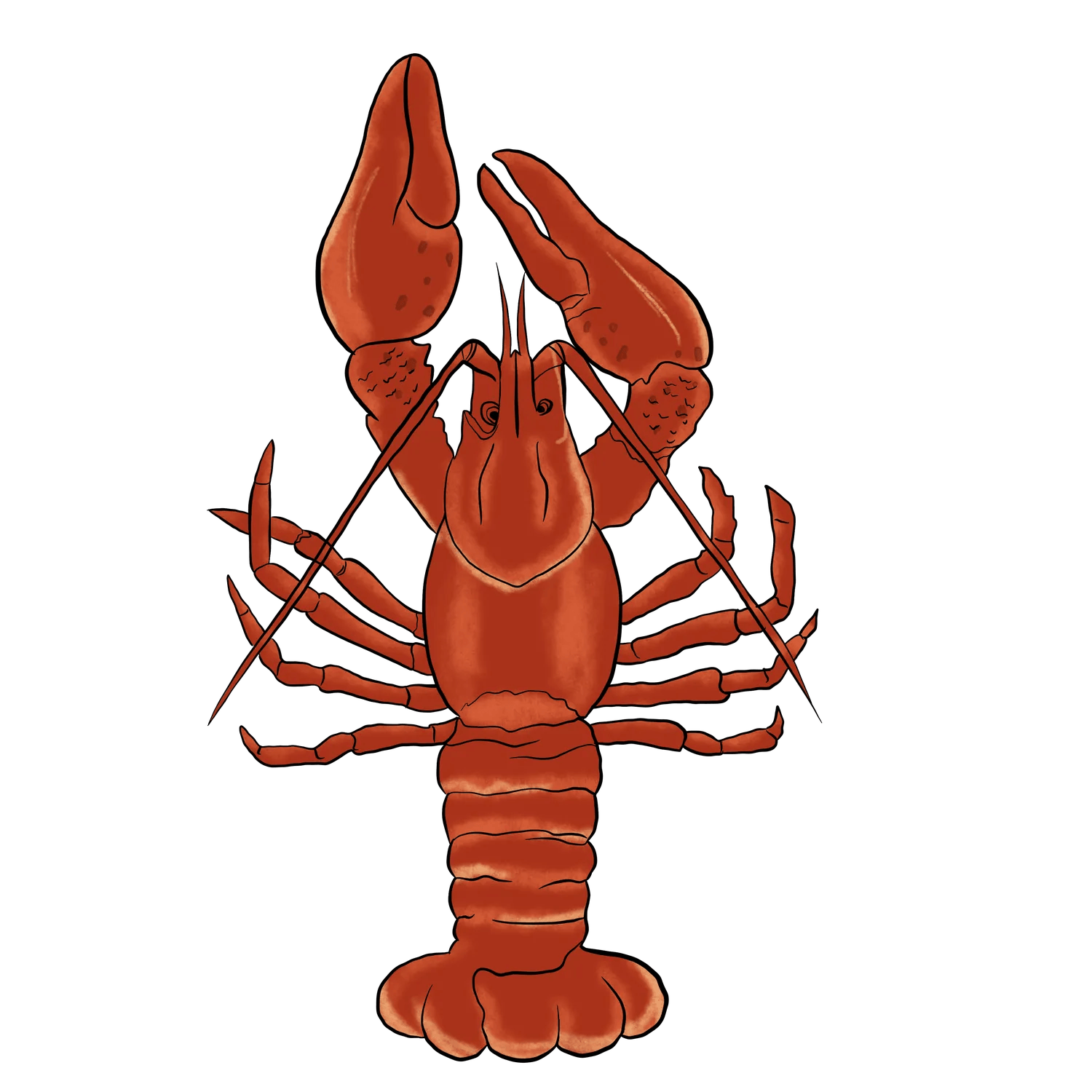 Lobster Illustration - DTF Ready to Press - Heat Press Transfer